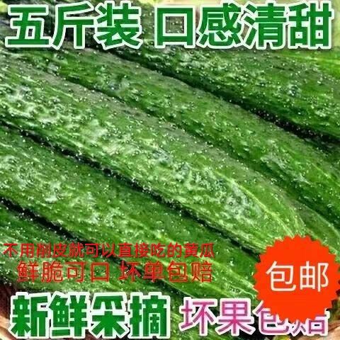 现摘黄瓜带刺山东农家蔬菜新鲜生吃孕妇辅食绿瓤青瓜3斤5斤包邮 - 图0