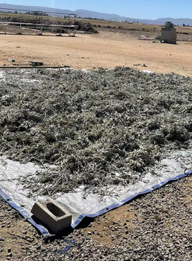 纯叶枝叶碎末白鼠尾草蓝鼠尾草雪松燃烧好净化空间大货基地