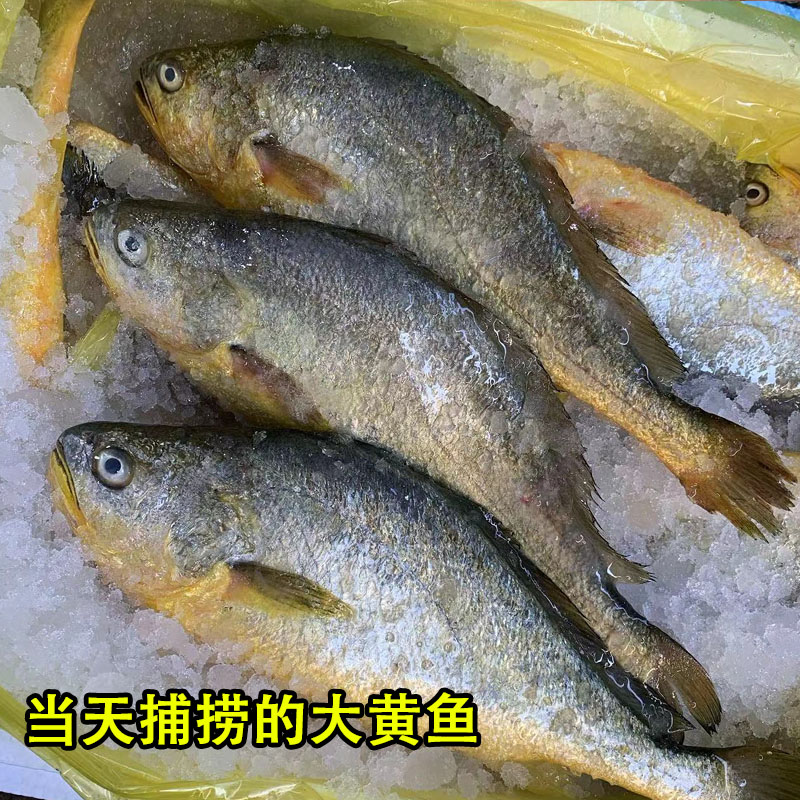 大黄鱼新鲜冷冻深海鲜活速冻黄花鱼正宗冰鲜海鱼生鲜海鲜水产3条 - 图3