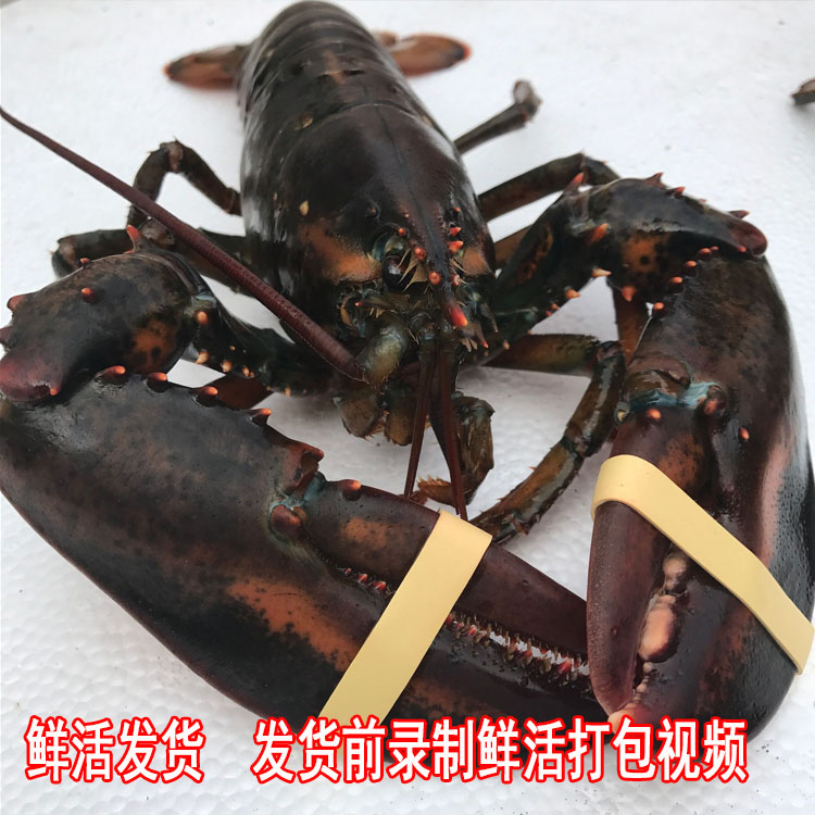 鲜活大龙虾海鲜水产波士顿龙虾进口加拿大活龙虾波龙顺丰冷链包邮 - 图3