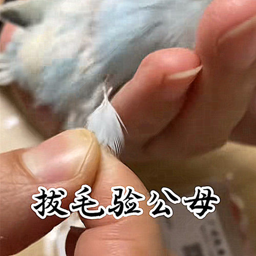 鹦鹉验卡玄凤牡丹DNA检测公母小鸟鸽子验公母雏鸟鹦鹉性别鉴定 - 图0