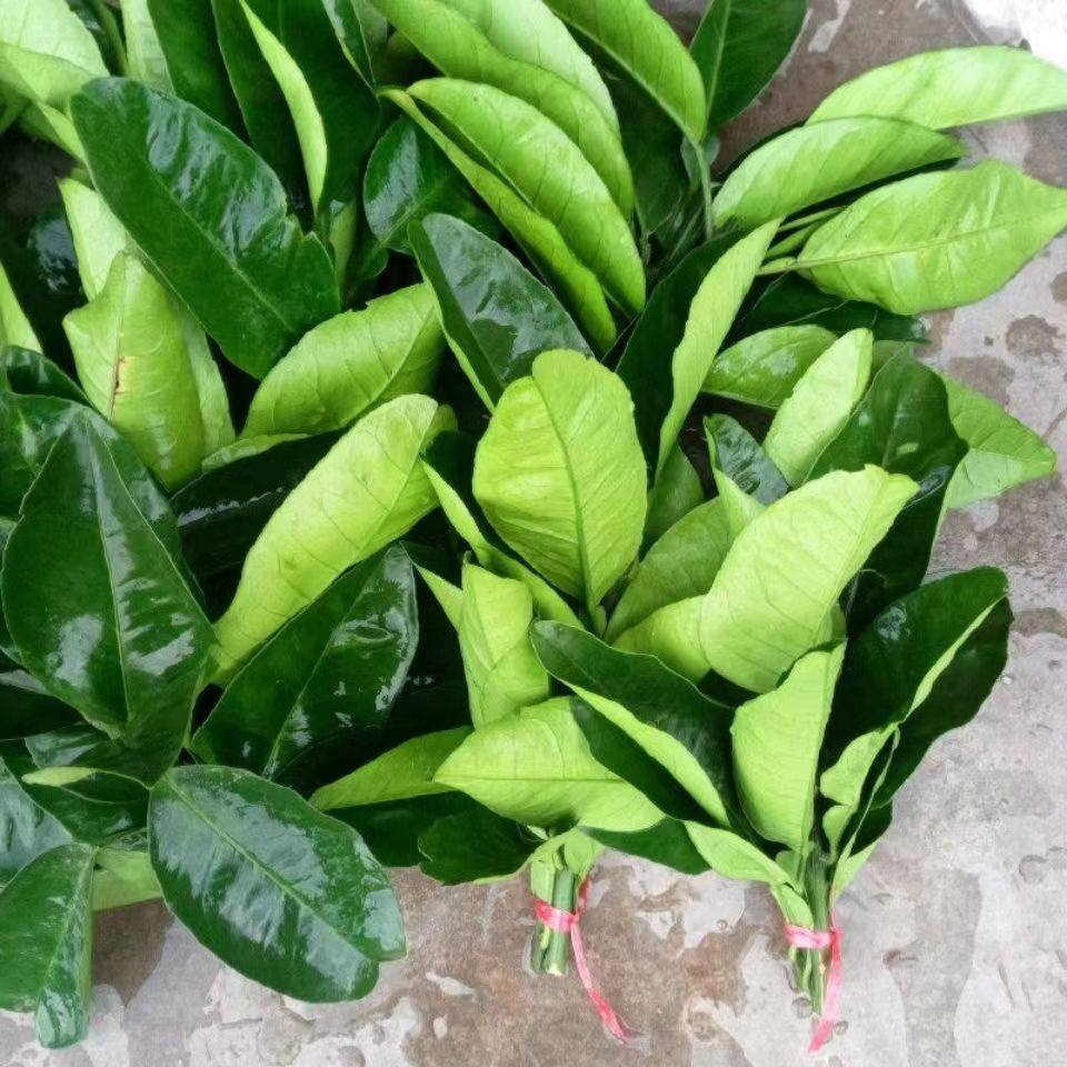 带枝柚子叶新鲜柚叶碌柚树叶老树转运禄柚叶子新居入伙洗澡去晦气_虎窝淘
