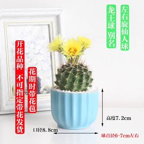 多肉植物开花仙人球盆栽办公室内桌面仙人掌芦荟肉肉类盆景 - 图2