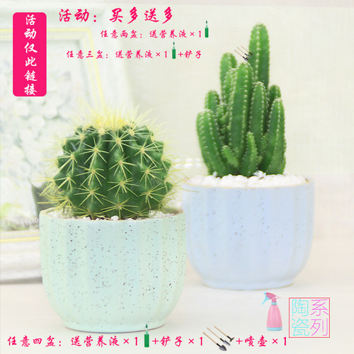 多肉植物开花仙人球盆栽办公室内桌面仙人掌芦荟肉肉类盆景 - 图1