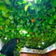 Simulated grape leaves fake flowers rattan ceiling leaves green leaves