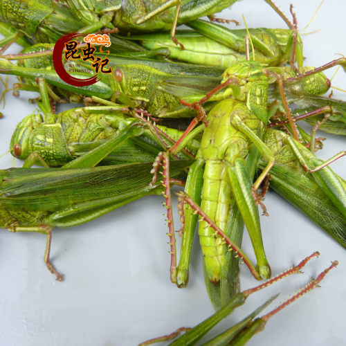 新鲜冷冻蹬倒山大蚂蚱绿色棉蝗蚂蚱 牛蚂蚱 蝗虫 蚱蜢500克 - 图2