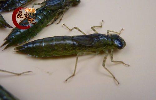 新鲜水蝎子食用昆虫水蜻蜓 生鲜运输 佐酒佳品昆虫记 - 图2