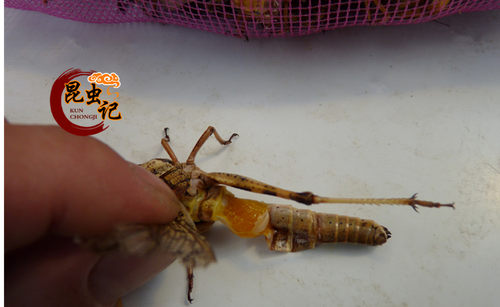 新鲜纯母飞蝗 个个带籽 去掉翅膀 蚱蜢 雌蝗虫纯母昆虫宴冷冻全母 - 图1