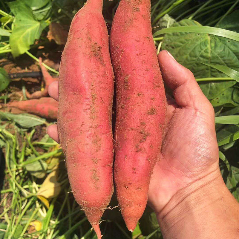 2025年当季现挖新鲜正宗山东烟薯25号蜜薯农家烤红薯地瓜糖心流油