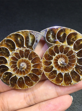 天然男女螺化石对切吊坠标本装饰