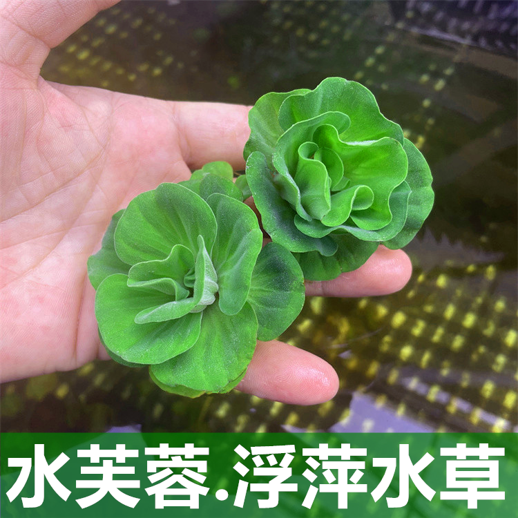 水芙蓉浮萍水草植物鱼缸造景水培植物和鱼共养一叶莲水芙蓉水葫芦