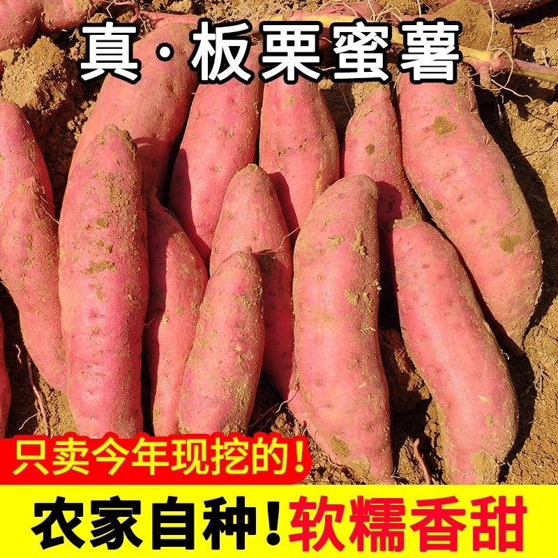 新鲜红薯整箱9斤包邮农家香甜地瓜农家自种沙地蜜薯板栗小番薯 - 图0