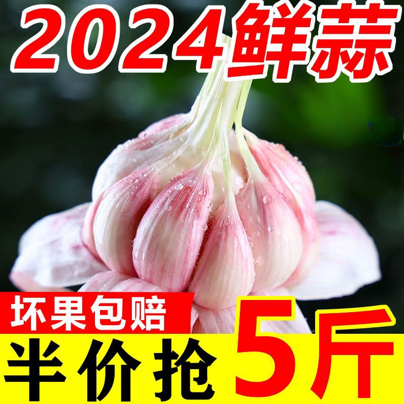 爆款2024现挖新鲜嫩湿蒜云南鲜蒜紫皮大蒜多瓣蒜头糖醋蒜特大大果-图0