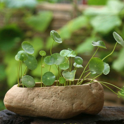 石头花盆天然鹅卵石多肉菖蒲盆栽花器水培碗莲个性石盆 虎窝淘
