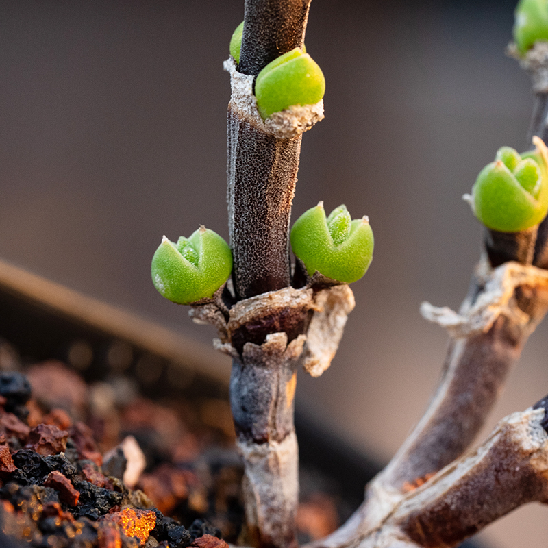 枝干兔子 Dicrocaulon ramulosum多肉植物一物一拍枝干番杏糖球-图1