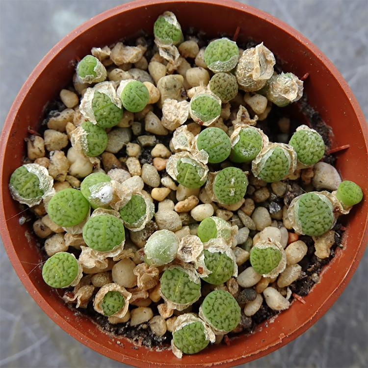 绿富贵 Lithops hookeri 'Annarosa' 正版 生石花多肉植物 - 图0