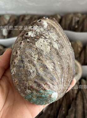 天然珍珠鲍鱼壳鼠尾草香薰燃烧容器贝壳水元素创意家居装饰品