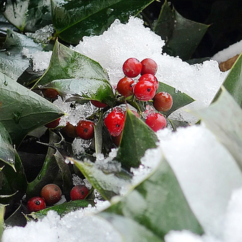 人造雪雪粉人工雪花摄影场景布置道具圣诞仿真雪假雪圣诞节装饰品-图1