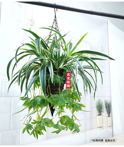 仿真绿植吊兰假花绿萝垂吊植物阳台客厅装饰仿真植物盆栽吊篮套装 - 图0