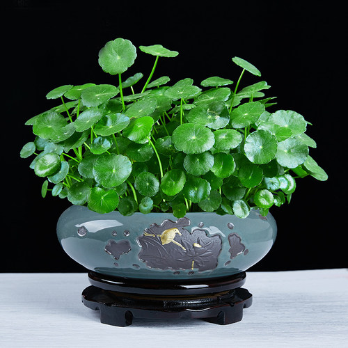 铜钱草盆景大叶水培植物花卉好养室内盆栽客厅水养金钱草桌面绿植 - 图0