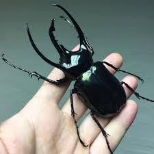 高卡萨斯南洋大兜 Chalcosoma Caucasus 未整姿原虫 真昆虫标本