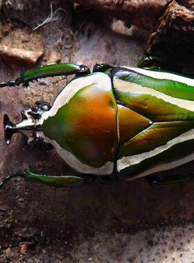白条绿花金龟 Dicronorhina derbyana layardi F010 莱氏亚种原虫
