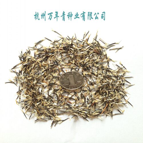 孔雀草种子万寿菊种子臭菊花臭芙蓉全国包邮60/斤黄花波斯菊种子 - 图3