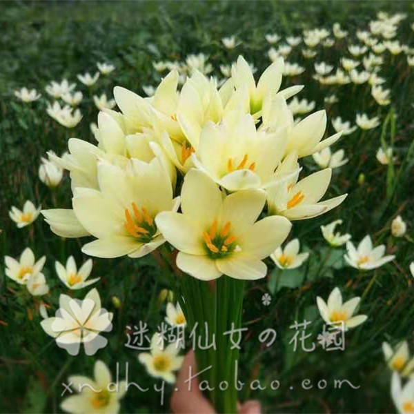 【25球清仓价】风雨兰种球根植物Zephyranthes 'Ajax' 乳黄葱兰 - 图0