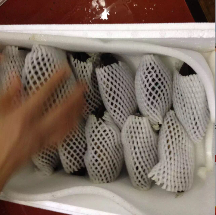 Fresh maple clams, arctic clams, Japanese sushi, sashimi, live clams