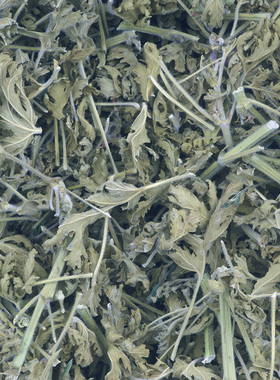 玫瑰天竺葵干品500g 泡油精油纯露原料 生态种植 低温干燥