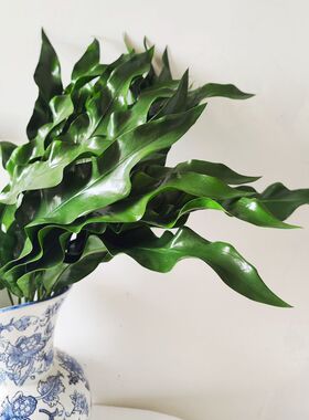 手感PU鸟巢叶 造景植物墙配材鸟巢蕨仿真叶子插花大剑叶家居装饰