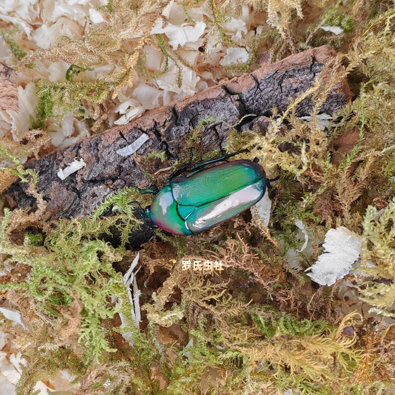 非阔花金龟成虫幼虫阿非力加非洲阔花金龟子甲虫饲养盒宠物活白条,淘宝优惠券,粉丝福利购,淘宝优惠卷
