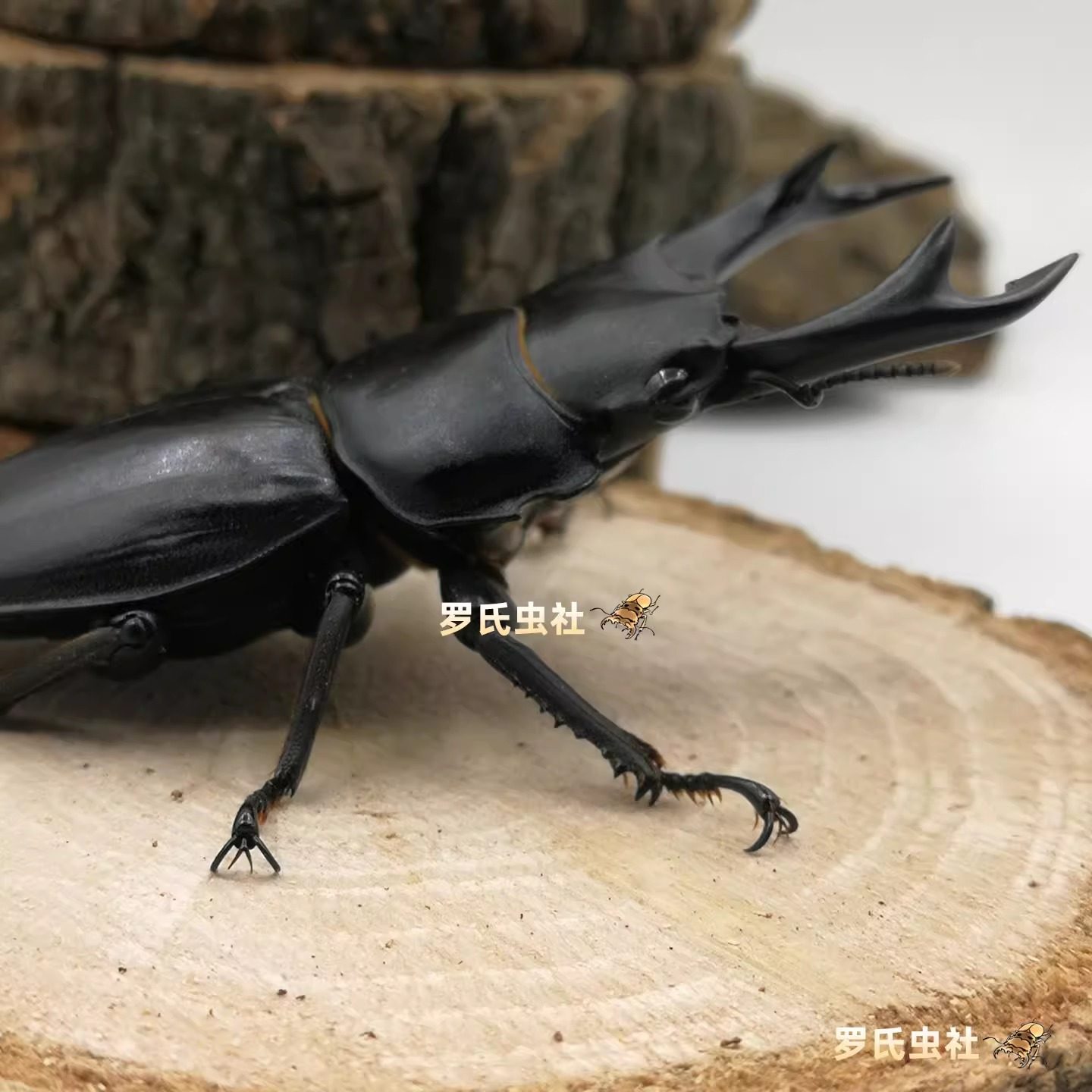 中国大扁锹甲中华扁锹形虫中国大锹甲成虫幼虫宠物昆虫甲虫活体仙,淘宝优惠券,粉丝福利购,淘宝优惠卷