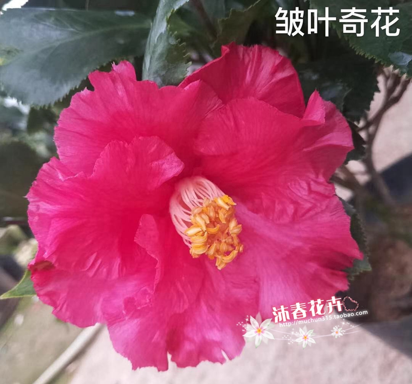 沐春茶花-13-国内外名贵茶花品种，普陀紫光/牡丹皇后/闪烁/秀水 - 图2