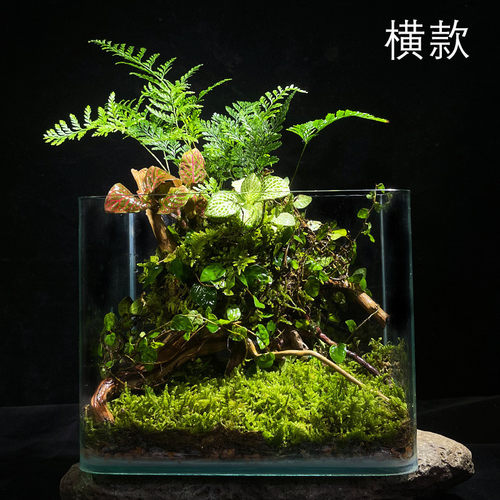 (热带雨林）苔藓植物微景观生态瓶玻璃花房创意办公绿植盆栽生日 - 图0