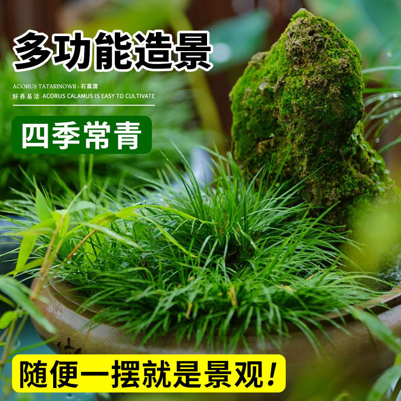 水培石菖蒲苗鱼池龟缸造景水草好养易活盆栽养龟绿植附石四季常青,淘宝优惠券,粉丝福利购,淘宝优惠卷