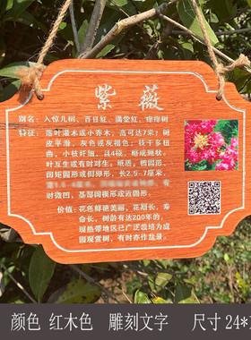 4txn批发防腐树木挂牌花木介绍牌植物品名吊牌幼儿园认养植树节标