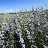 Синьцзян Лаванда Эфирное масло Эфирное масло Синьцзян Йили 65 Полк Оригинальный Оригинальный Основной Эфирное масло лавандовое масло