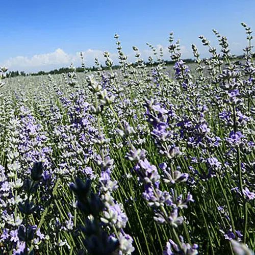 Синьцзян Лаванда Эфирное масло Эфирное масло Синьцзян Йили 65 Полк Оригинальный Оригинальный Основной Эфирное масло лавандовое масло