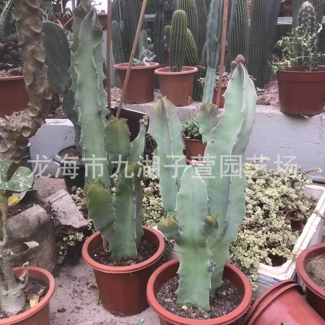 唐人棒孤独女王萝沙生科仙人掌多肉植物景观造景盆栽景观藦植物,淘宝优惠券,粉丝福利购,淘宝优惠卷