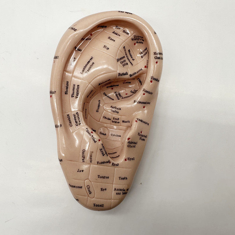 英文版耳穴模型17厘米耳朵模型模型软穴位,淘宝优惠券,粉丝福利购,淘宝优惠卷