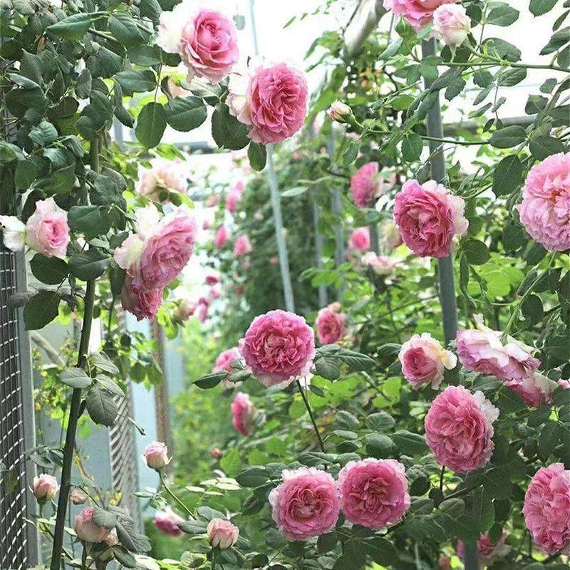 无刺大花藤本浓香月季花苗西枝爬藤花卉四季庭院牡丹无刺蔷薇盆栽,淘宝优惠券,粉丝福利购,淘宝优惠卷