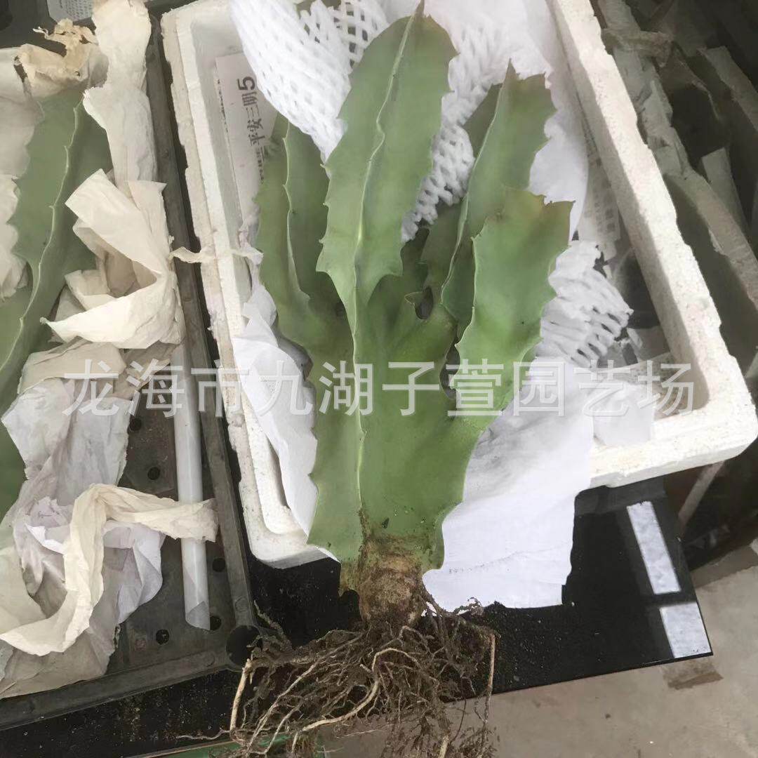 唐人棒孤独女王萝沙生科仙人掌多肉植物景观造景盆栽景观藦植物,淘宝优惠券,粉丝福利购,淘宝优惠卷