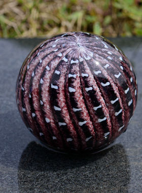 卧室透明发泡桌面玻璃工艺品ins水培玻璃花瓶新款北欧风插花花器