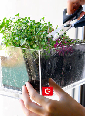 tx透明亚克力多肉植物窗台花盆高级感矩形厨房盆花香草室内瓶