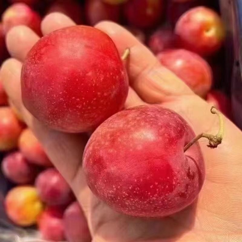 智利进口5J樱桃李新鲜上市当季水果 李子脆甜爆汁 上海市区包闪送,淘宝优惠券,粉丝福利购,淘宝优惠卷