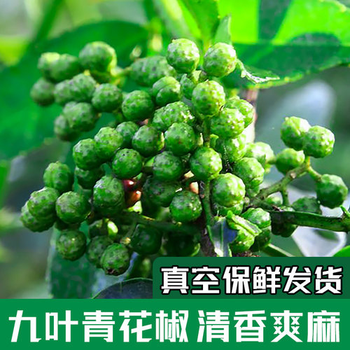 批发九叶青保鲜青花椒350g*5袋真空鲜花椒用于冒菜冷锅鱼炼花椒油 - 图0