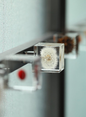 solacube植物标本立方体冰箱贴