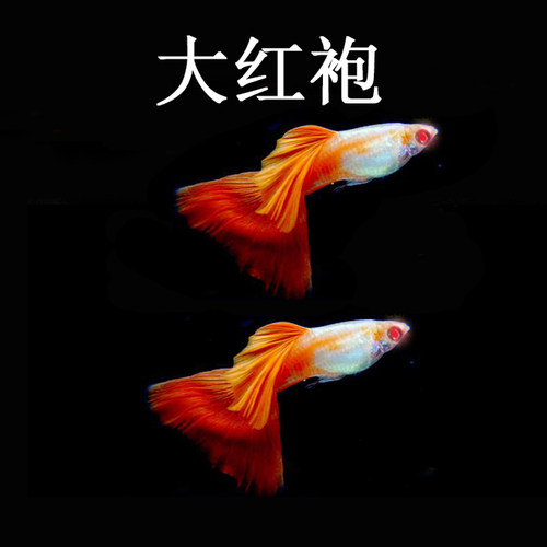 全红孔雀鱼活体观赏热带淡水鱼孕母群游血红白子凤尾鱼大红袍草缸 - 图1