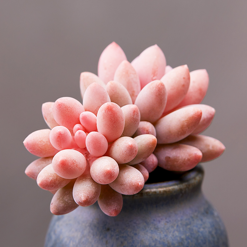 美诺花园婴儿手指多肉植物防辐射肉肉植物绿植花卉桌面盆栽 多肉